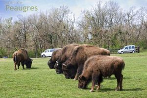 b_480_480_16777215_0___images_stories_zoo_groupe_bisons_zoo.jpg
