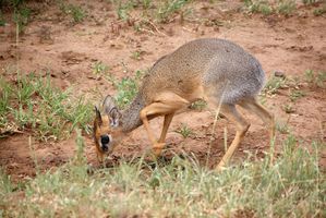 DSC06145 Dik-Dik