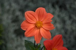 fleur orange 1