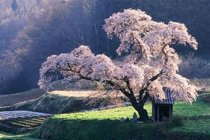 arbre-fleur-568558.jpg