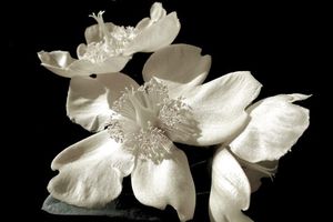 blanc-noir-568595.jpg