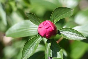 bouton-393120.jpg