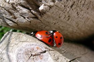 coccinelles-392838.jpg