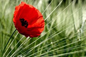 coquelicot-568590.jpg