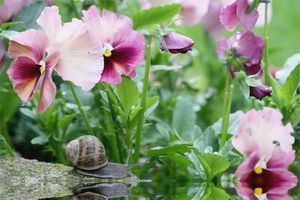 escargot-392316.jpg