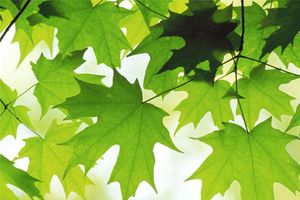 feuilles-d-ete-568531.jpg