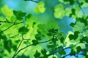 feuilles-translucides-568204.jpg