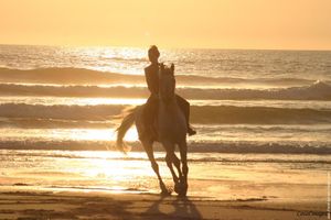 galerie-membre-cheval-galop-plage.jpg