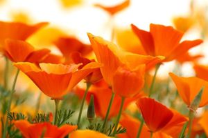 plaine-orange-568601.jpg