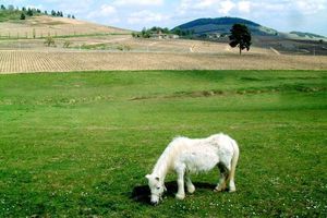 poney-568263.jpg