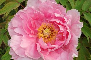 rose-393042.jpg
