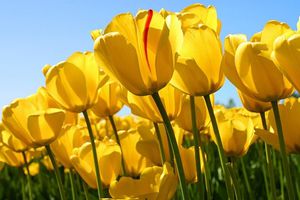 tulipes-sous-soleil-568541.jpg