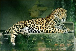jaguar4.jpg
