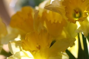 Jonquilles--2-.jpg