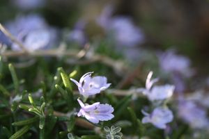 Romarin-en-fleurs--2-.jpg