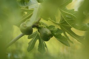 Figues--76-.JPG