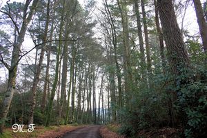 Chemin de Penfrat 21-02-10 068