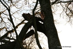 Hiver-et-Noel-2009 2085