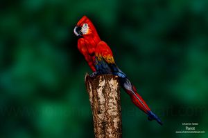 Parrot-web