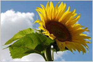 Tournesol-010.jpg