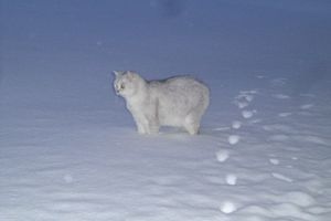 Ulis dans la neige