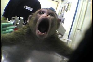 MONKEY IN LAB SCREAMING