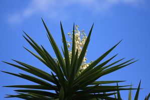 fleur-yucca.jpg