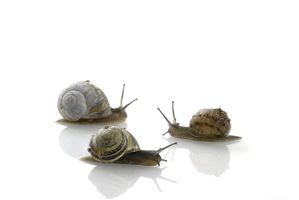 90_snail.jpg