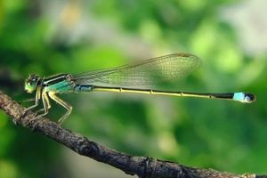 Damselfly - demoiselle