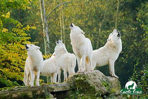 les-loups-blancs-d-Alaska.jpg