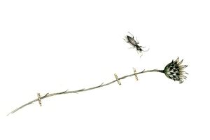 null fleur-romegas.jpg