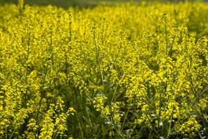 mustard-plants.jpg