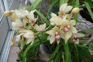 orchidées de novembre 014