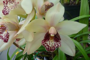 orchidées de novembre 015