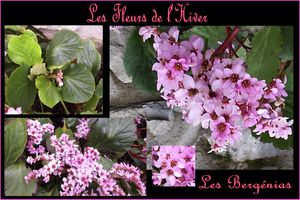 Les-fleurs-de-l-Hiver---les-berg-nias.jpg