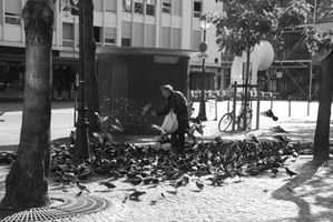 homme aux pigeons