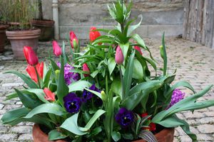 20 bulbes de Tulipes rouges à planter cet automne pour le printemps – Bleen