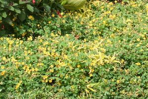 Oxalis-sp--Quimper--29-_28175b_redimensionner.jpg