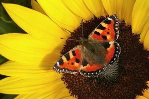 Schmetterling in Sonnenblumenmitte