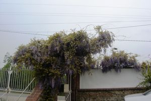 Glycine de Nathalie