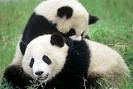 endangered-panda.jpg