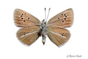 Polyommatus damon France Saint-Nicolas-la-Chapelle-copie-1