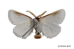 Copie de Euproctis chrysorrhoea France Souanyas 66-copie-1
