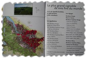 vignoble-Bordeaux.jpg