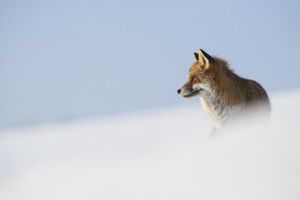 Rencontres imagesnature vaudioux