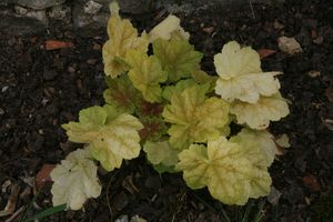 heuchera-Tiramisu