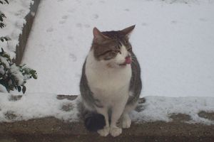 chat recueilli 14 fev 2012 (3)