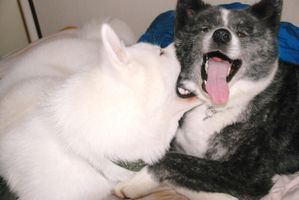 AKITA INU est-il AGRESSIF ? - LE BLOG DU SHIBA INU ET DES AKITA INU est-il AGRESSIF ? - LE BLOG DU SHIBA INU ET DES