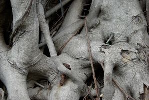 Hong-Kong-racine-d'arbre