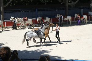 spectacle-equestre-16--mai-2011 8264
